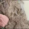 Kambing dimangsa hewan buas