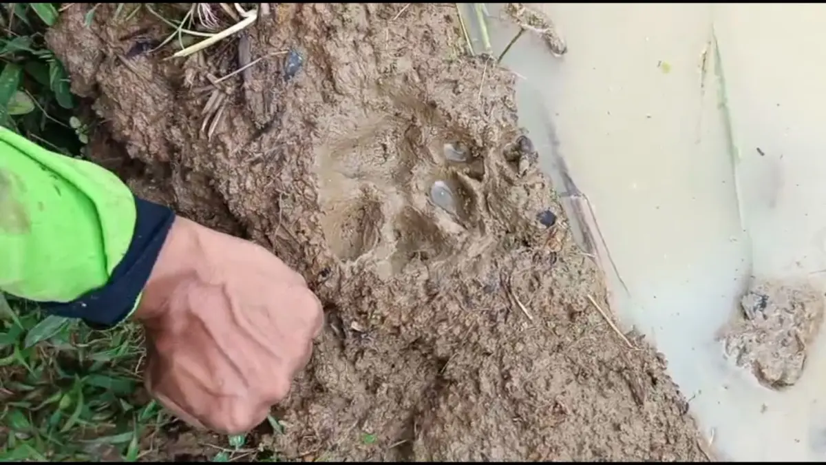Kambing dimangsa hewan buas