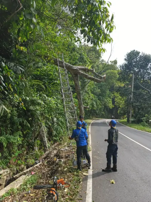 Evakuasi pohon tumbang di Cigugur Kuningan.