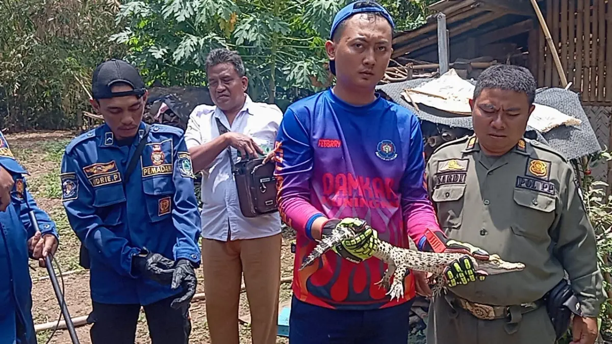 Petugas Damkar Kuningan Amankan Anak Buaya dari Permukiman di Cigandamekar Petugas Damkar Kuningan Evakuasi Anak Biaya.