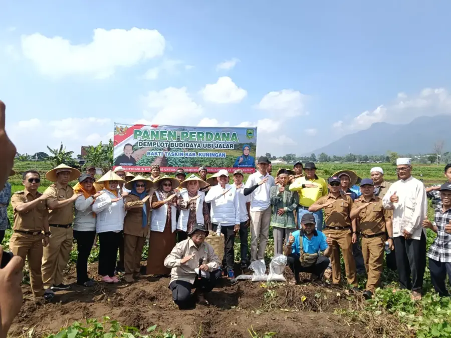 Panen perdana ubi jalar bakti taskin di Desa Bojong, Kecamatan Cilimus, Kuningan.