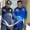 Damkar Kuningan tangkap anak ular sanca.