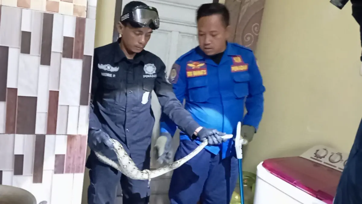 Tengah Malam Warga Sampora Cilimus Heboh, Anak Ular Sanca Masuk Dapur Rumah Damkar Kuningan tangkap anak ular sanca.
